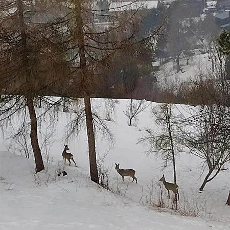Accommodatie bij particulieren 桃 Momo Szczawnica